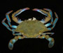 Callinectes similis (lesser blue crab) from Abbapoola Creek, Johns Island, SC