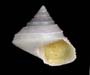 Calliostoma torrei (topsnail) from offshore St. Augustine, FL, OE 2004 ETTA cruise (photo by M. G. Harasewych, Smithsonian Institution)