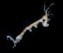 caprellid Paracaprella tenuis (skeleton shrimp) from Charleston Harbor oyster reef
