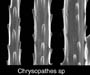 SEM image of spines of Chrysopathes n. sp., (black coral) from offshore St. Augustine, FL, OE 2004 ETTA cruise (courtesy Dennis Opresko, ORNL)