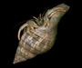 Clibanarius vittatus (thinstripe hermit crab) from Charleston, SC
