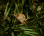 Dissodactylus crinitichelis (seabiscuit pea crab) perched within the spines of Clypeaster subdepressus (sand dollar), off Bull Island, SC