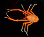 Eumunida picta (squat lobster) from Charleston Bump, 2003 Ocean Explorer Cruise