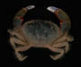 Eurytium limosum (broadback mud crab) from Ashley River, Charleston, SC
