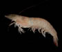 Farfantepenaeus aztecus (brown shrimp) from Charleston Harbor, SC