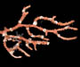 Iciligorgia schrammi (deep water sea fan), from off Sapelo Island, GA