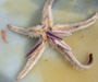 Sea star Luidia alternata feeding on another sea star Astropecten articulatus, offshore Georgia