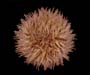 Lytechinus variegatus (variegated urchin) from off Georgetown, SC