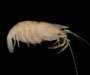 Macrobrachium ohione (Ohio shrimp) from Edisto River, SC 