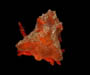 dorsal view of Macrocoeloma trispinosum (spongy decorator crab) from off North Inlet, Georgetown, South Carolina
