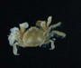 male Zaops ostreus (oyster pea crab), intertidal oyster bed, Charleston Harbor, SC