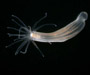 Nematostella vectensis (anemone) from saltmarsh near Baruch Field Station, SC