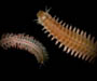 posterior and anterior Nereis succinea (clamworm), ACE Basin, South Carolina