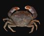 Panopeus obesus (salt marsh mud crab) from  Hunting Island, SC