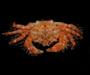 Pilumnus sayi (spineback hairy crab)  from offshore Charleston, SC