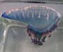 Physalia physalis (Portuguese Man o'War), coastal Charleston, SC