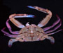 Portunis gibbesii (iridescent swimming crab), off Bull Island,  SC