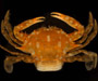 Portunus sayi  (sargassum swimming crab) from offshore South Carolina (photo by Pearse Webster)