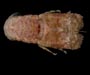 Scyllarus americanus (American slipper lobster) from off North Inlet, Georgetown, South Carolina 