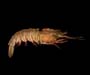 Sicyonia brevirostris (brown rock shrimp) from offshore Wassaw Island, GA