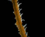 Stichopathes sp. (black coral) from St. Augustine Scarp, OE 2004 ETTA cruise