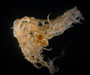 Comatilia iridometriformis (crinoid) with brood pouch, from Charleston Bump, 2003 Ocean Explorer cruise