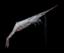 Tozeuma carolinense (arrow shrimp) from Charleston, SC