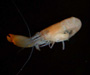 Synalpheus fritzmuelleri (speckled snapping shrimp) with attached parasitic bopyrid isopod, off Bull Island, South Atlantic Bight