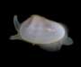 Donax variabilis (variable coquina) from Folly Beach, SC