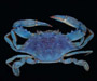 Callinectes sapidus (blue crab), showing rare pigment mutation, Cooper River, SC