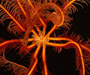 Comatulid crinoid Comactinia meridionalis (feather star) from South Carolina offshore shelf edge, 2003 Ocean Explorer cruise