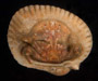 Hypoconcha parasitica (rough shellback crab) from Charleston Harbor, SC, with attached bivalve shell