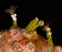 cluster of barnacles and sabellid polychaetes (fanworms) from offshore  Georgia, OE 2004 ETTA cruise