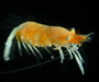 gravid caridean shrimp from offshore Charleston, SC