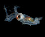planktonic squid from offshore Florida, OE 2004 ETTA cruise