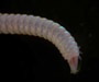 Polychaete from intertidal Morris Island, SC