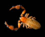 pseudoscorpion from intertidal oyster reef, Charleston, SC