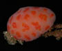 colonial ascidian from Gray's Reef National Marine Sanctuary