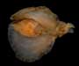 Aplysia brasiliana (mottled seahare) from offshore Florida