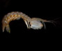 Stomatopod from Charleston Harbor, SC