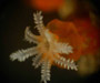 Telesto fruticulosa(octocoral) from coastal Charleston, South Carolina