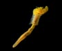 polychaete from St. Augustine Scarp, 2004 ETTA cruise