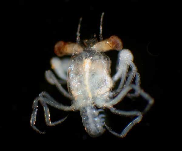 crab megalopae from Charleston Bump, 2003 Ocean Explorer cruise