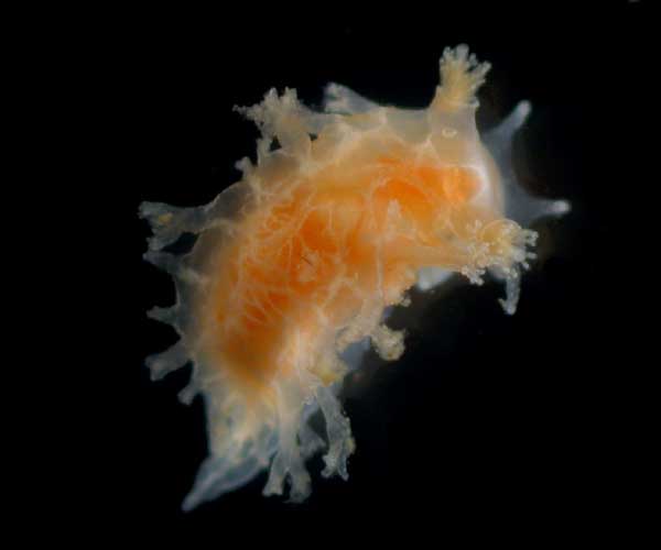 Sea slug Tritono bayeri (unidentified subspecies) from offshore Charleston, South Carolina