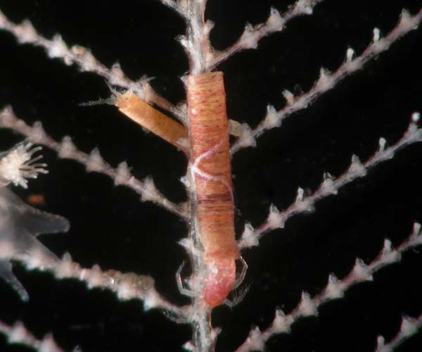tube-dwelling amphipods from Gray's Reef National Marine Sanctuary