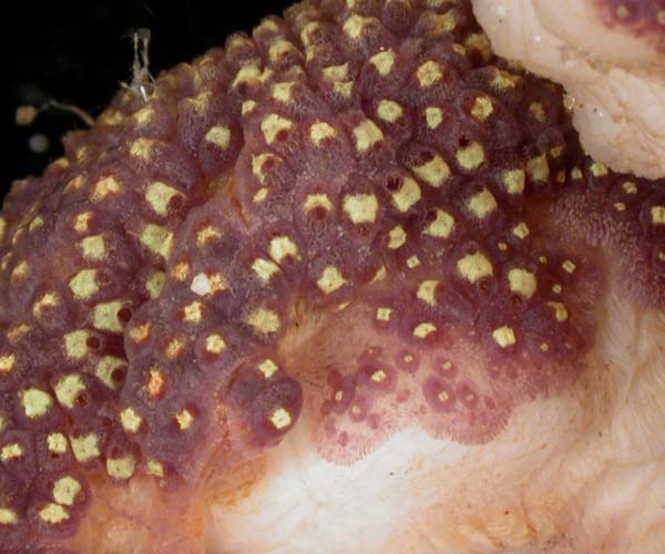 colonial ascidian from Gray's Reef National Marine Sanctuary