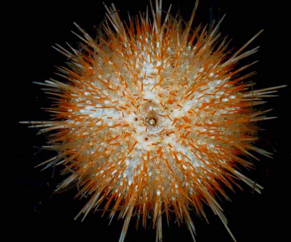 Echinus sp.  from shelf edge off South Carolina, Ocean Explorer cruise