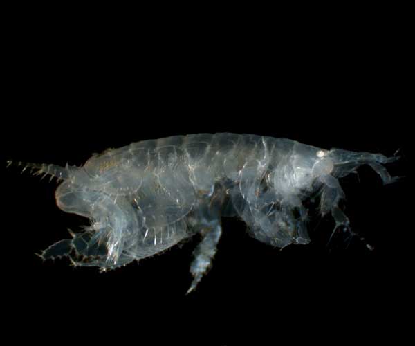 amphipod from Folly Beach, SC