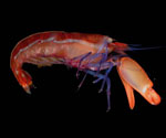 Alpheus formosus (striped snapping shrimp) from off Sapelo Island, Georgia