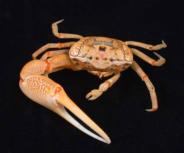 male Uca pugilator (sand fiddler crab)